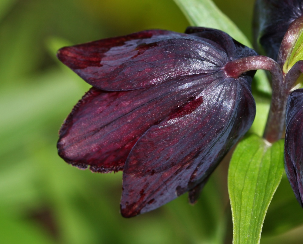 Изображение особи Fritillaria camschatcensis.