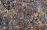 Quercus robur