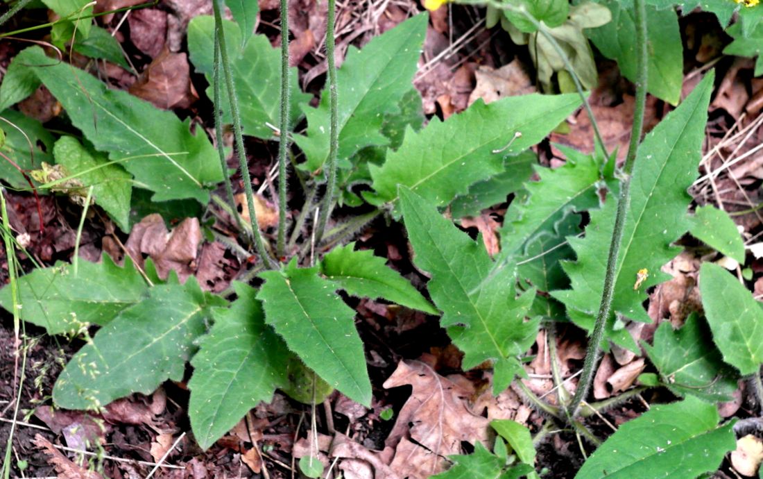 Изображение особи Hieracium gentile.