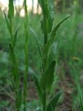 Arabis sagittata