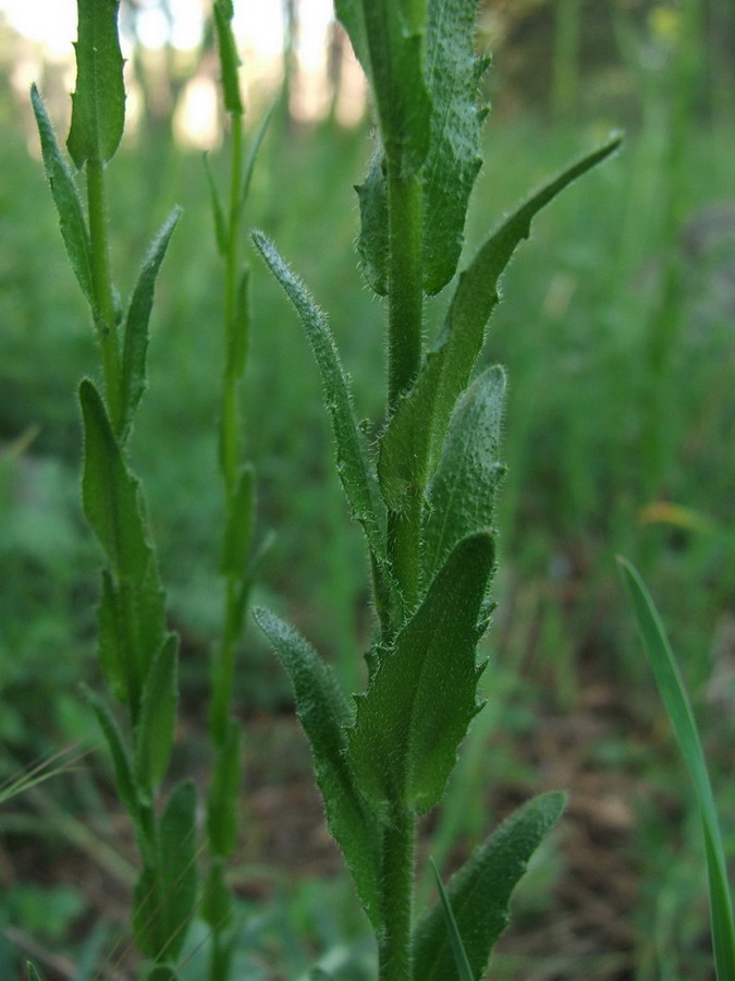 Image of Arabis sagittata specimen.