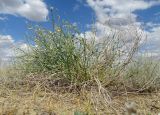 Astragalus amarus