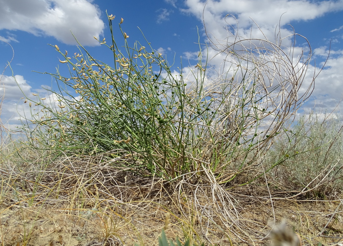 Image of Astragalus amarus specimen.