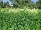 Thalictrum flavum