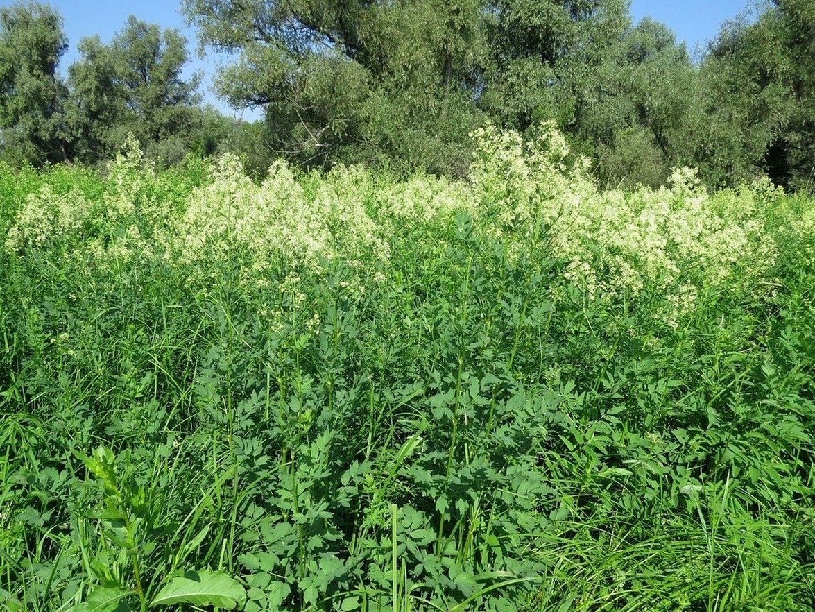 Image of Thalictrum flavum specimen.