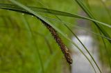 Carex acuta. Соплодие и части листьев. Пермский край, г. Пермь, Кировский р-н, недалеко от садовых участков, около грунтовой дороги. 16 июля 2017 г.