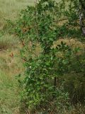Padus virginiana