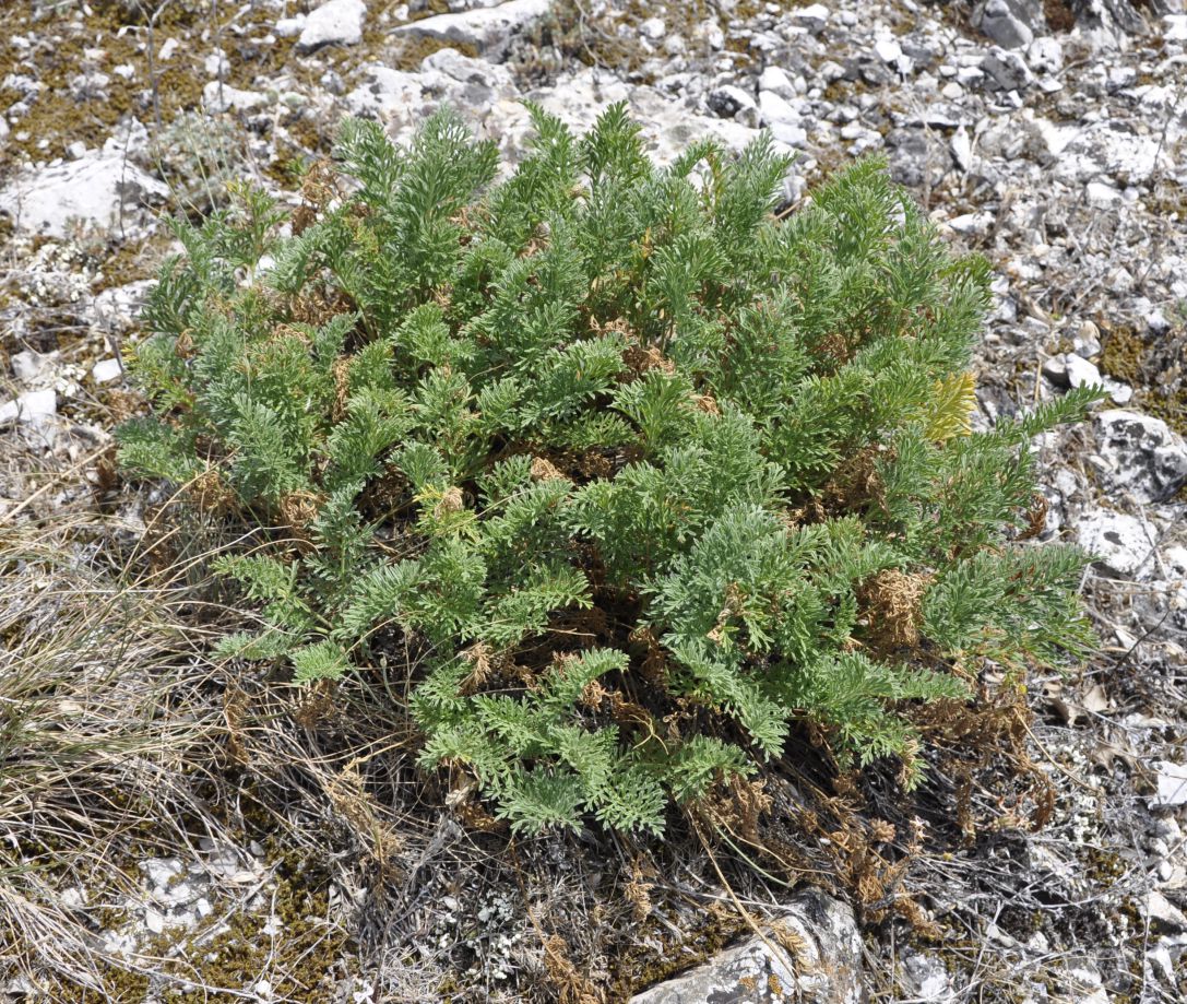 Изображение особи Erodium absinthoides.