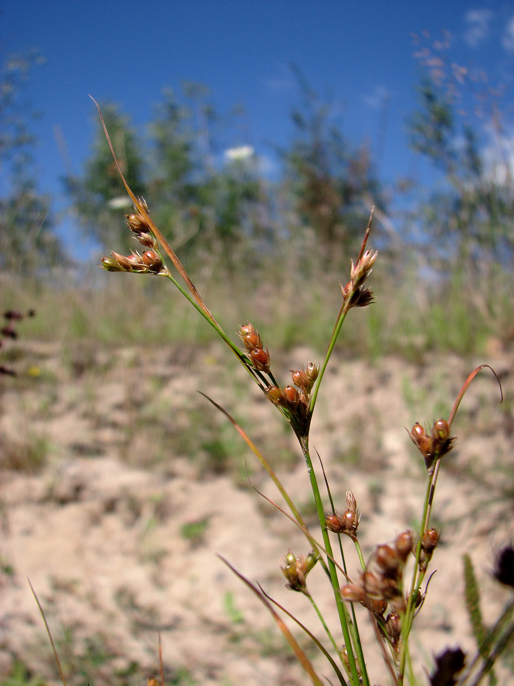 Изображение особи Juncus tenuis.