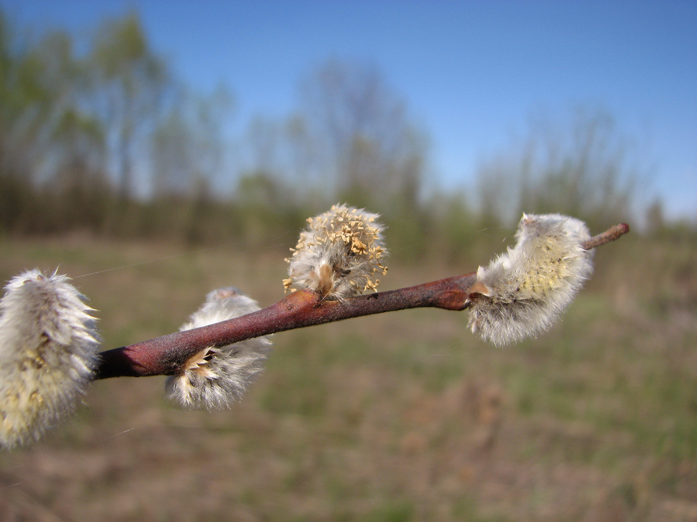 Image of genus Salix specimen.