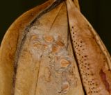 Spathodea campanulata. Часть створки с остатками семян. Израиль, впадина Мёртвого моря, киббуц Эйн-Геди. 25.04.2017.