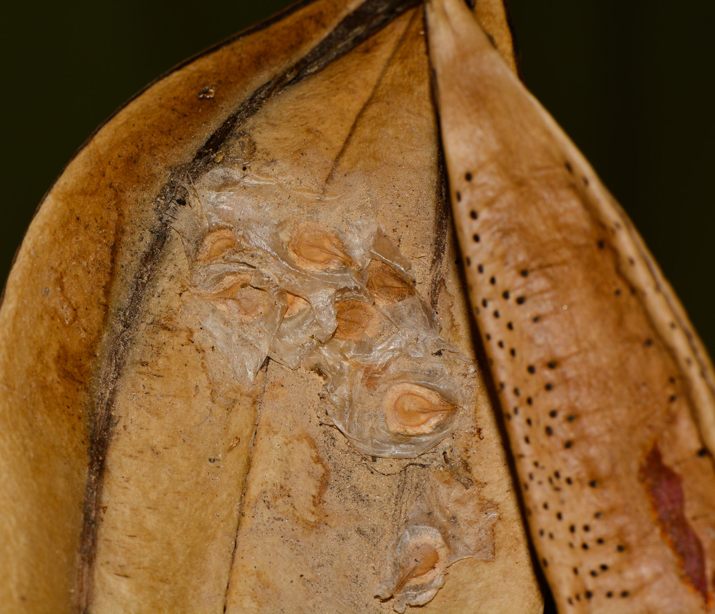 Image of Spathodea campanulata specimen.