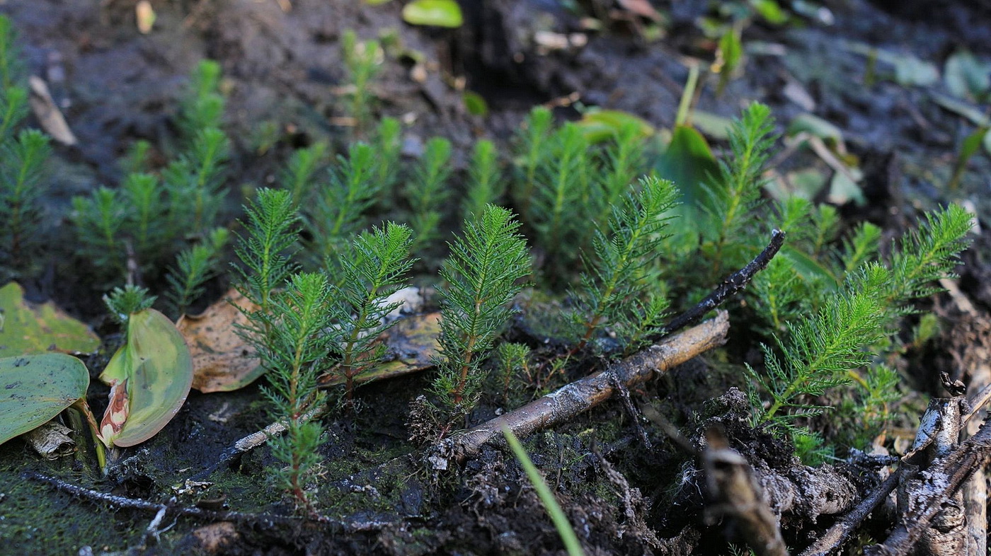 Image of Hottonia palustris specimen.