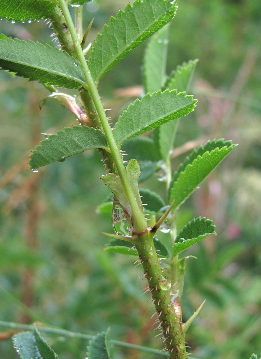 Изображение особи Rosa spinosissima.