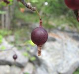 Grossularia reclinata. Зрелый плод. Кабардино-Балкария, Эльбрусский р-н, окр. пос. Эльбрус, ок. 1800 м н.у.м., каменистое место на склоне горы. 22.08.2017.