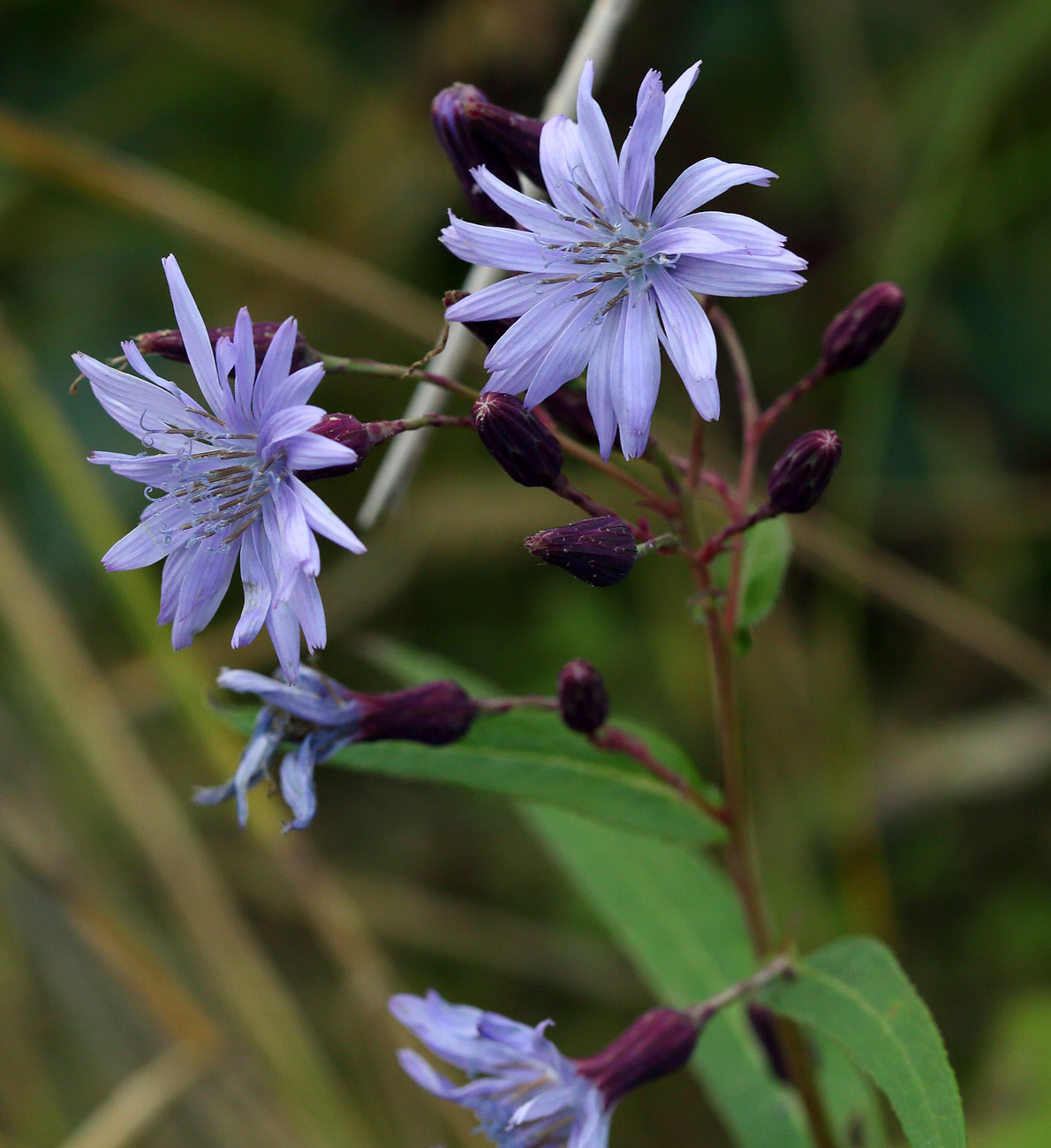 Изображение особи Lactuca sibirica.