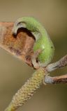 Image of taxon representative. Author is Татьяна Мальчинская