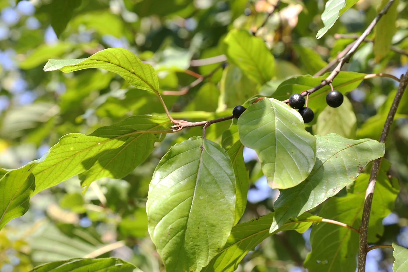 Изображение особи Frangula alnus.