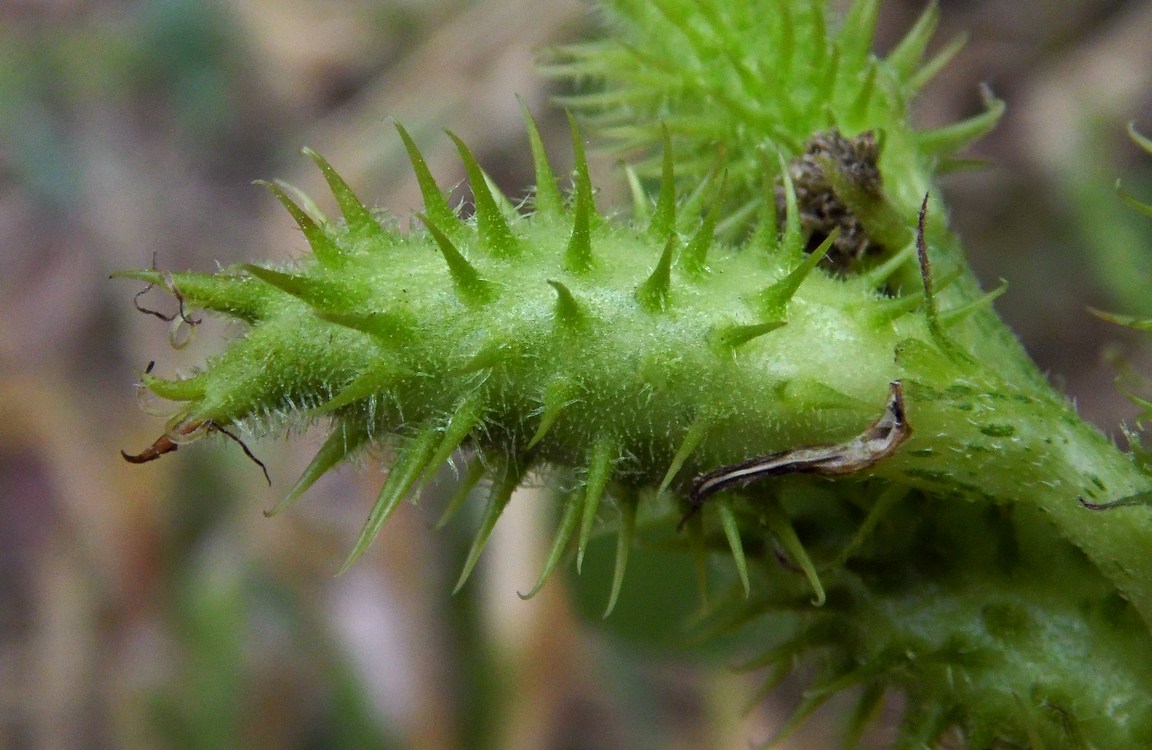 Image of genus Xanthium specimen.