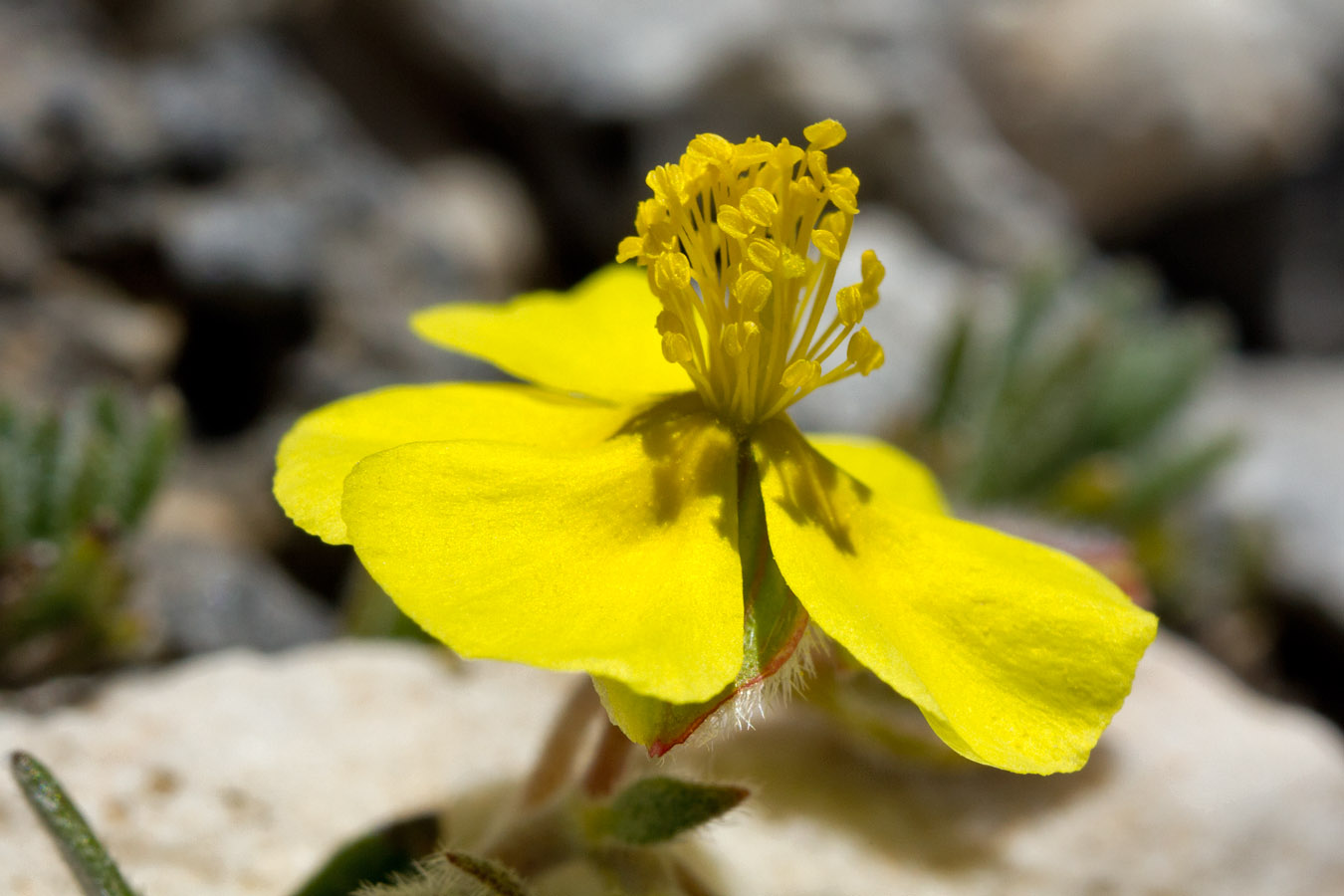 Image of Helianthemum hymettium specimen.