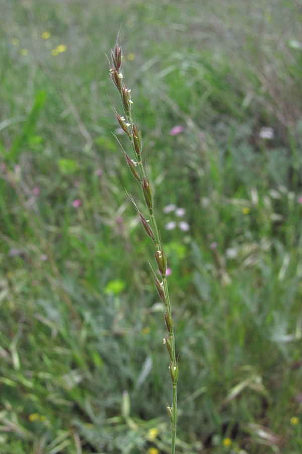 Image of Nardurus krausei specimen.