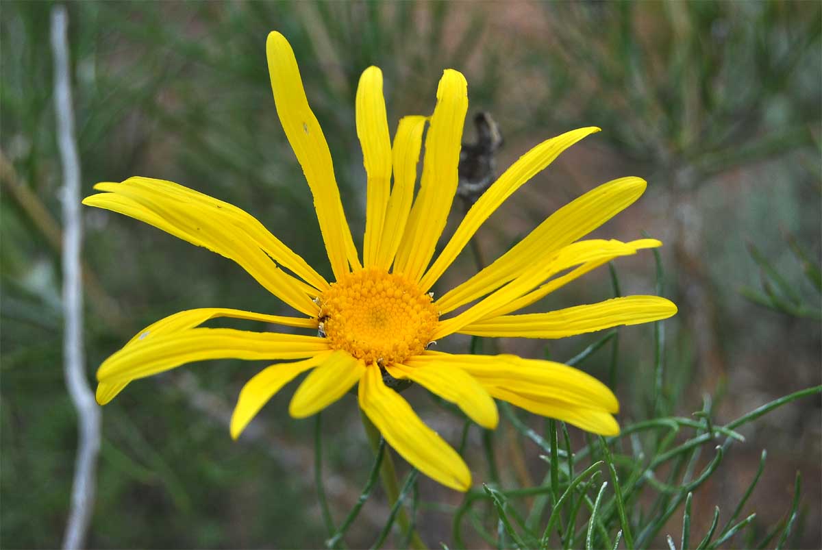 Изображение особи Euryops speciosissimus.