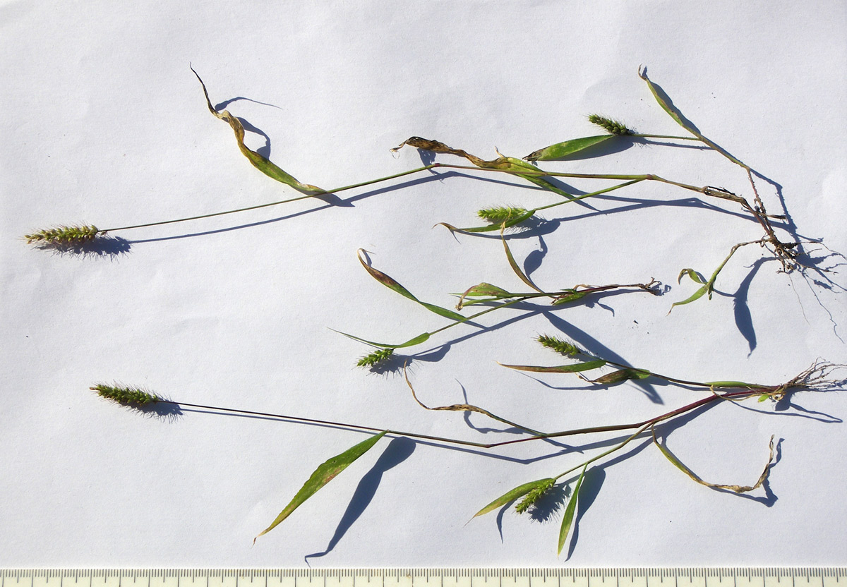 Image of Setaria verticilliformis specimen.