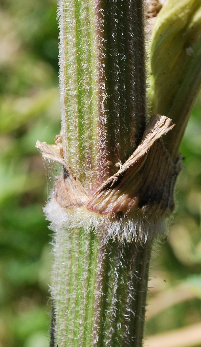 Image of Heracleum lehmannianum specimen.