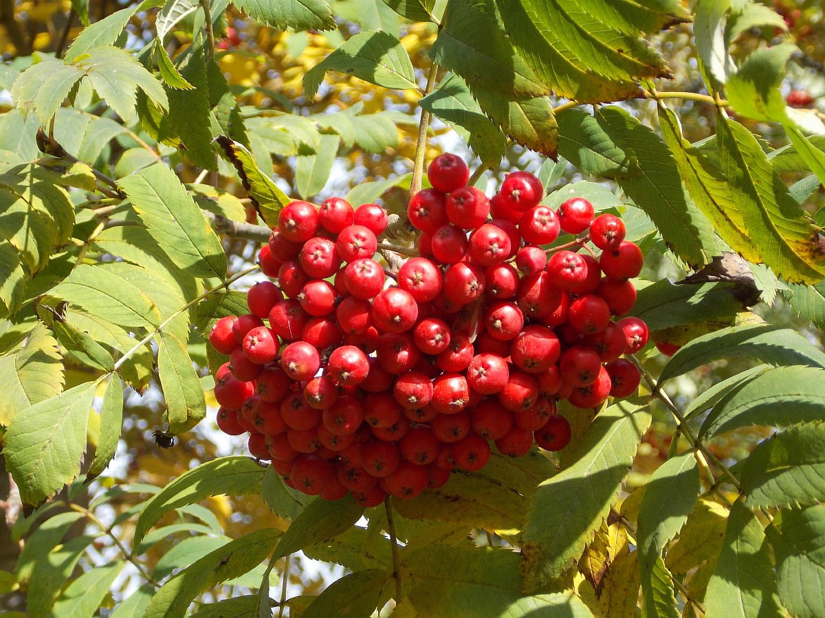 Изображение особи Sorbus esserteauiana.