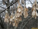 Acer negundo. Соплодия. Украина, г. Николаев, Заводской р-н, парк \"Лески\". 22.12.2017.