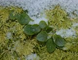 Linnaea borealis. Зимующее растение. Башкортостан, Белорецкий р-н, южная оконечность хребта Инзерские Зубчатки, склон вершины 1161 м, на камне, в моховой подушке. 2 января 2018 г.