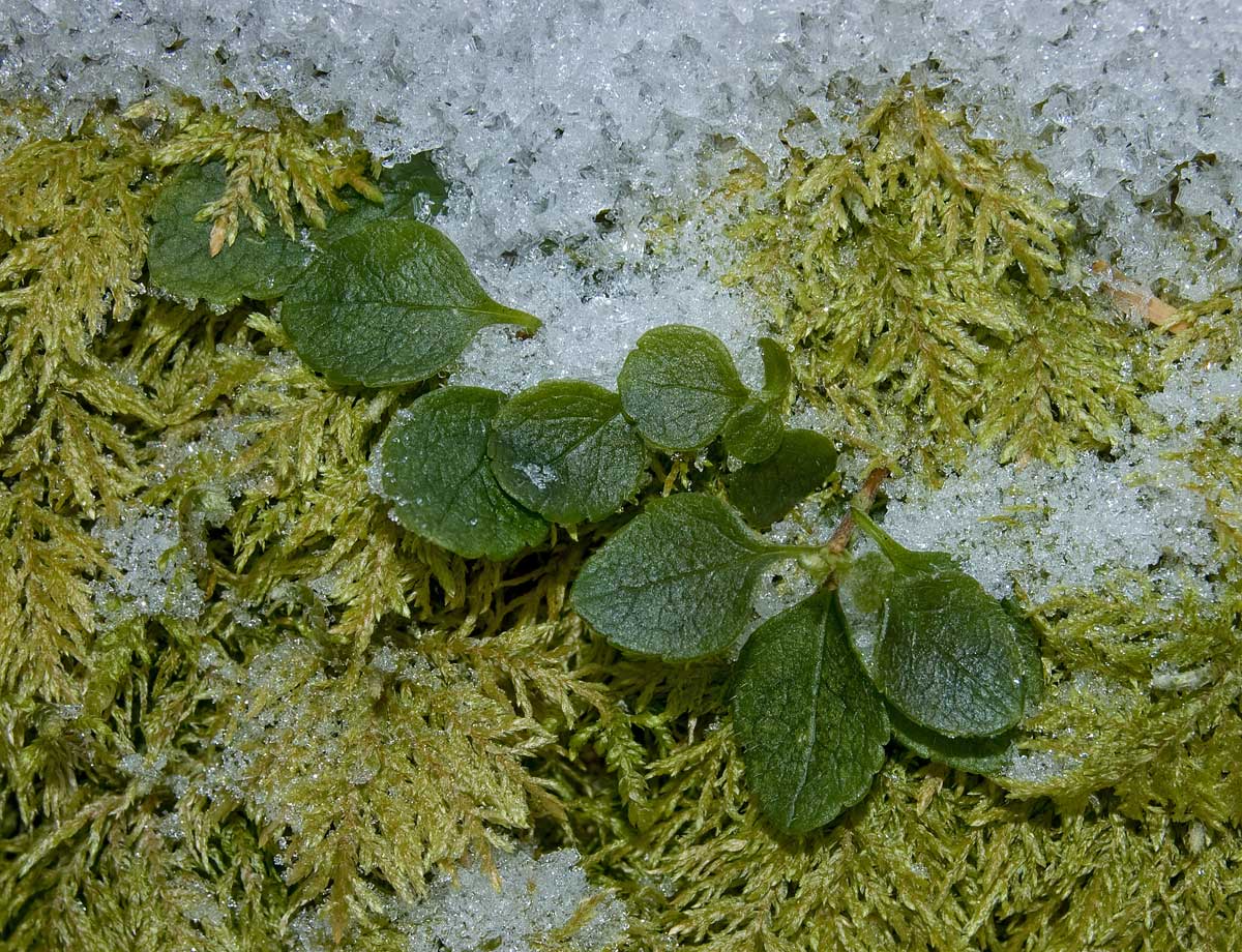 Image of Linnaea borealis specimen.