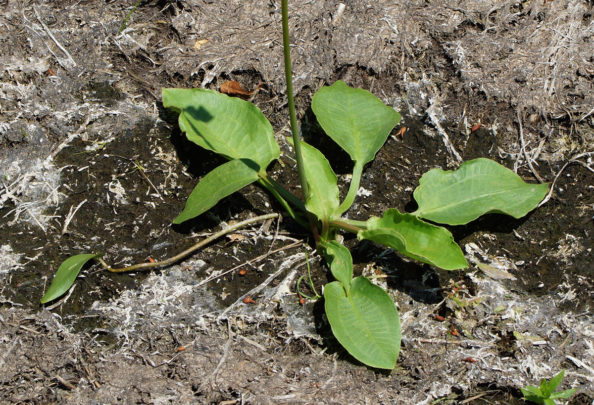 Изображение особи Alisma plantago-aquatica.