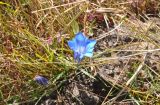 Gentiana sino-ornata. Цветущее растение. Китай, Юньнань, национальный парк Пудацо (Potatso National Park), 22 км от г. Шангри-Ла, выс. около 3400 м н.у.м., заболоченный берег озера Шуду. 29 октября 2016 г.