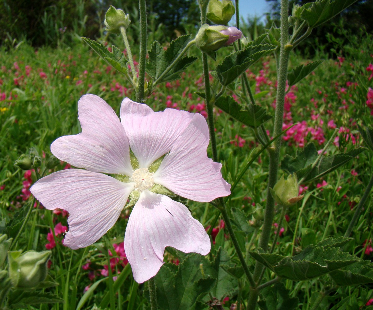 Image of Malva thuringiaca specimen.