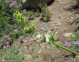 Stachys atherocalyx. Верхушка веточки с соцветием. Кабардино-Балкария, Эльбрусский р-н, долина р. Ирик, ок. 2000 м н.у.м, склон горы. 13.07.2016.