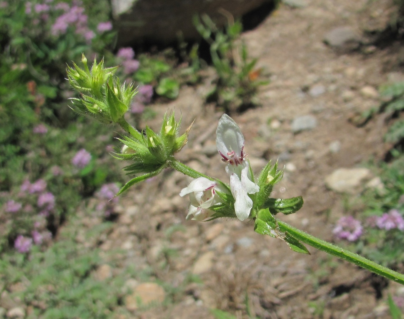 Изображение особи Stachys atherocalyx.