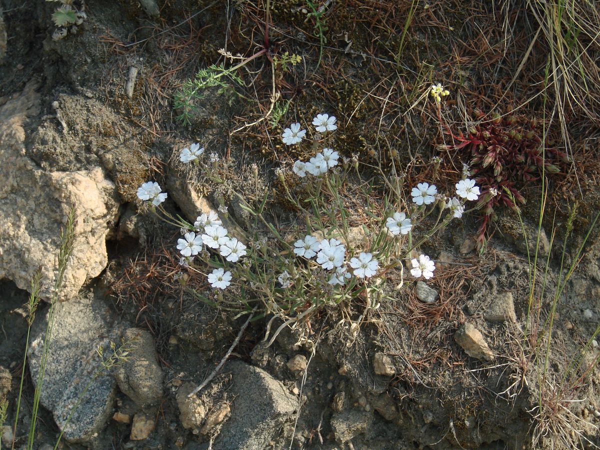 Image of Lychnis sibirica specimen.
