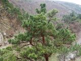 Pinus sylvestris подвид hamata. Крона средневозрастного дерева. Северная Осетия, Куртатинское ущелье. 06.05.2010.