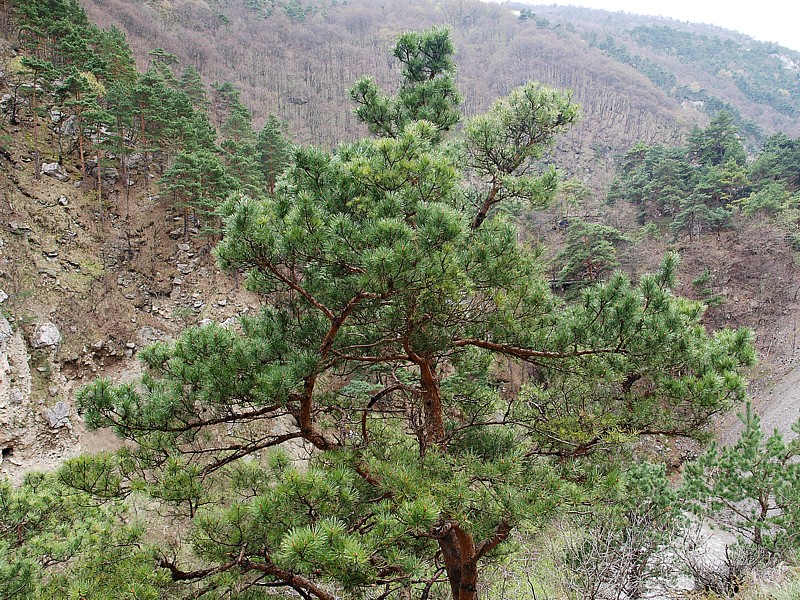 Изображение особи Pinus sylvestris ssp. hamata.