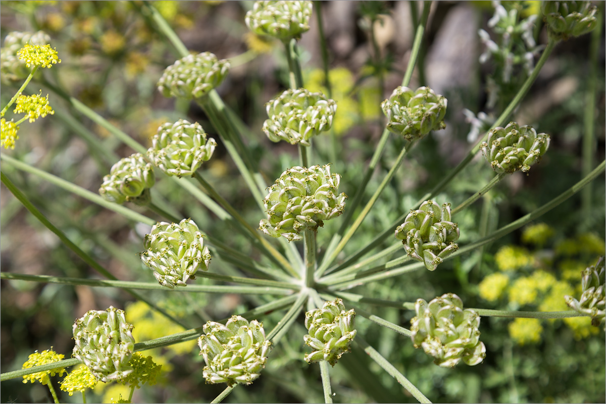 Изображение особи Zosima absinthifolia.