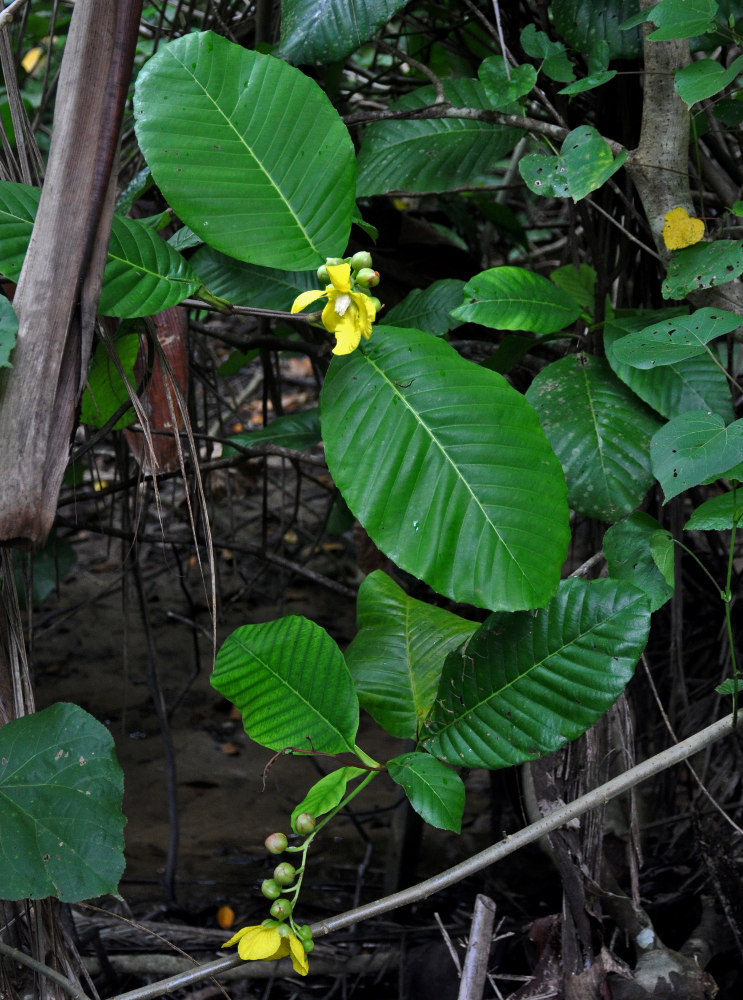 Изображение особи Dillenia suffruticosa.