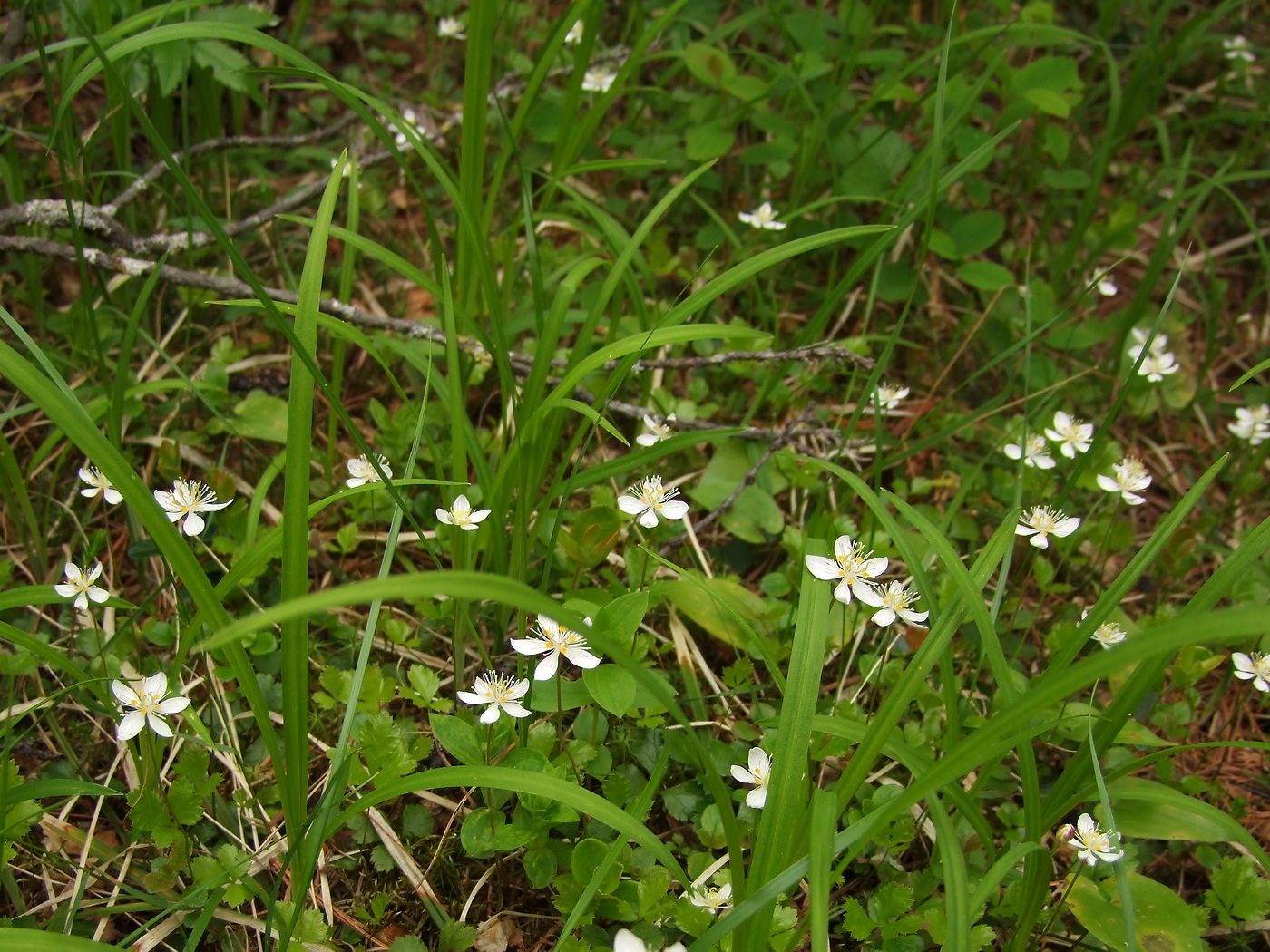 Image of Coptis trifolia specimen.