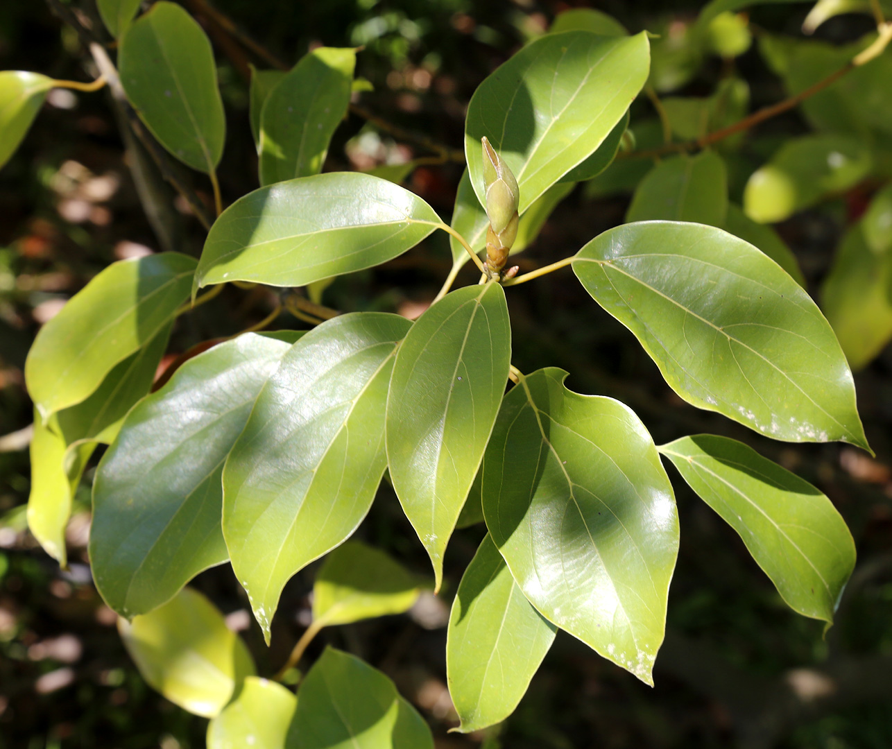 Image of Cinnamomum glanduliferum specimen.