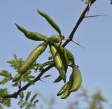 Vachellia farnesiana