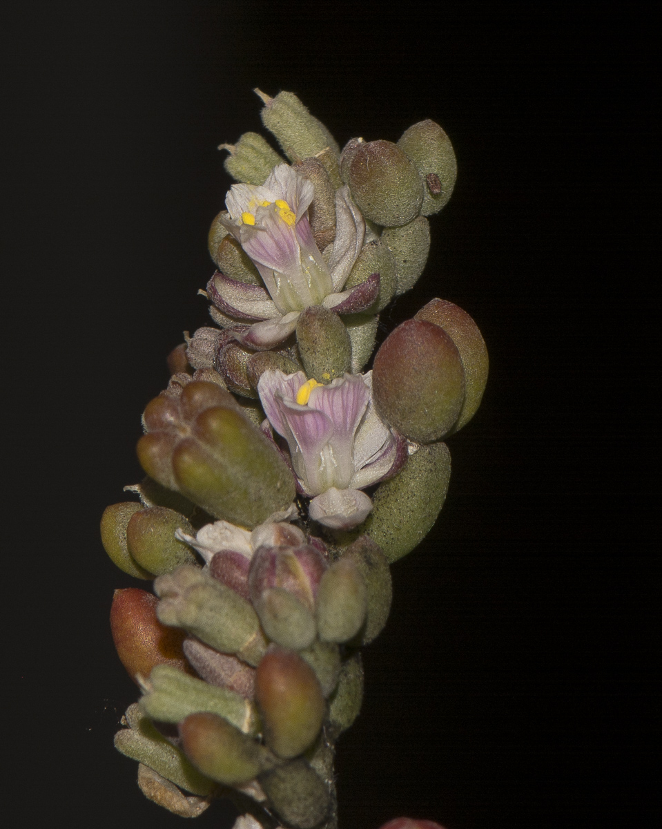 Image of Tetraena gaetula specimen.
