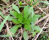 Oenothera biennis. Розетка молодых листьев. Московская обл., г. Электрогорск, пустырь. 06.05.2018.