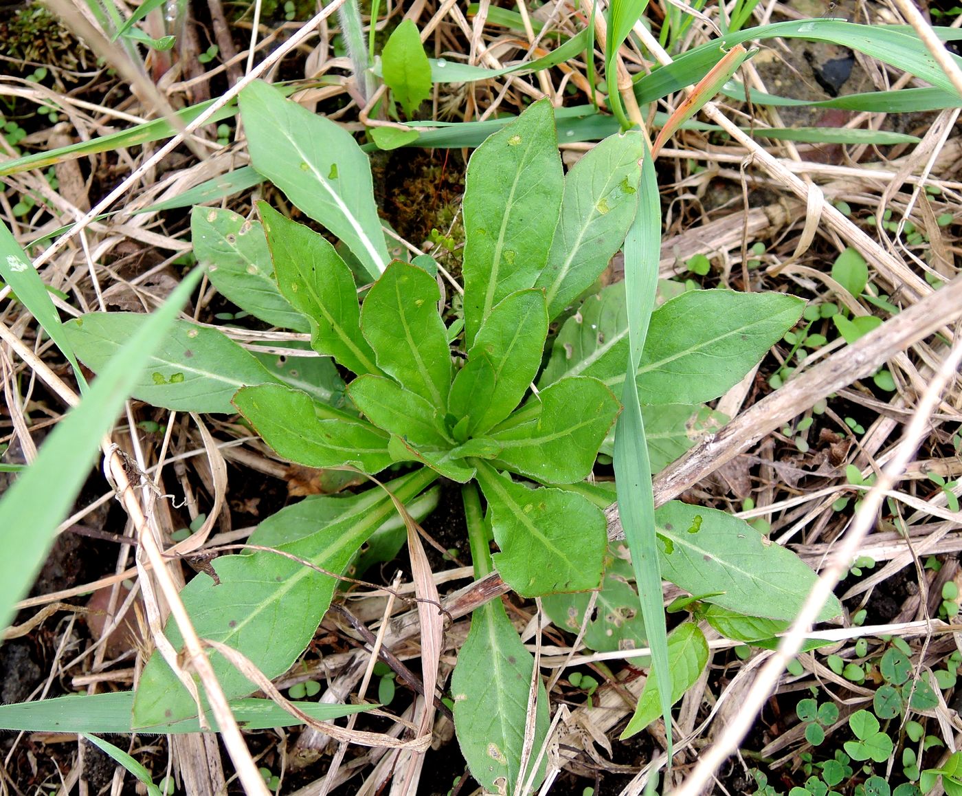 Изображение особи Oenothera biennis.