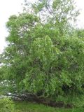 Salix × fragilis. Дерево. Крым, горное озеро на Ю. склоне Чатырдаг яйлы. 24 мая 2010 г.