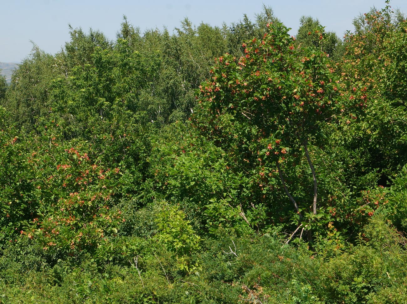 Image of Acer tataricum specimen.